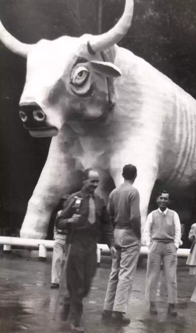 Bull 2
